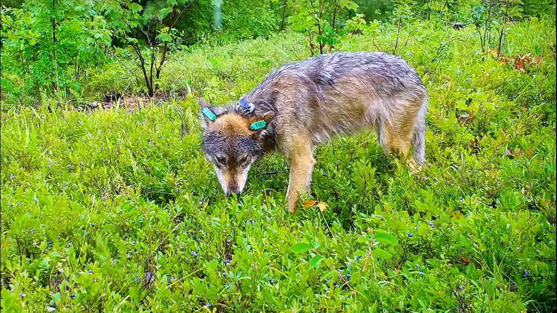 Wolf Caught On Camera Eating Berries Observed Feeding To Pups Kare11 Wolf Caught On Camera Eating Berries Observed Feeding To Pups Kare11