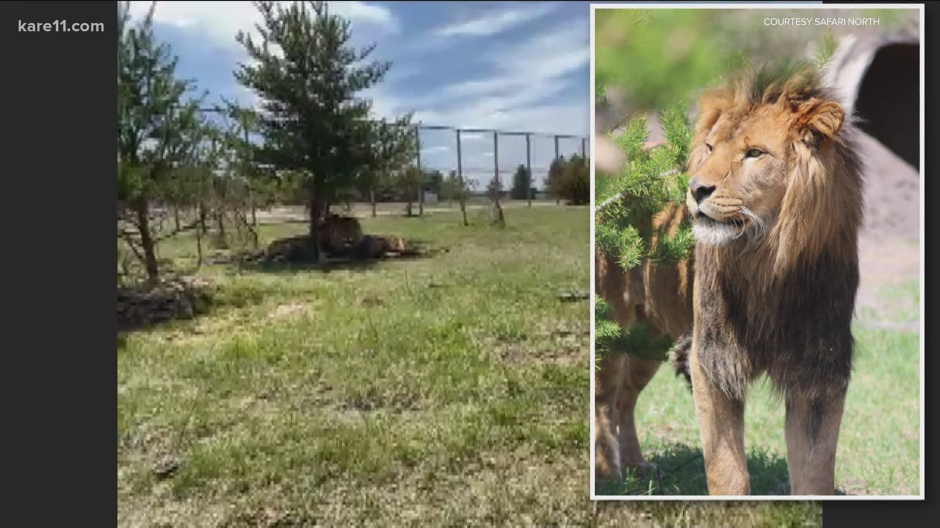 Safari North Wildlife Park is opening on May 8 with some new attractions.