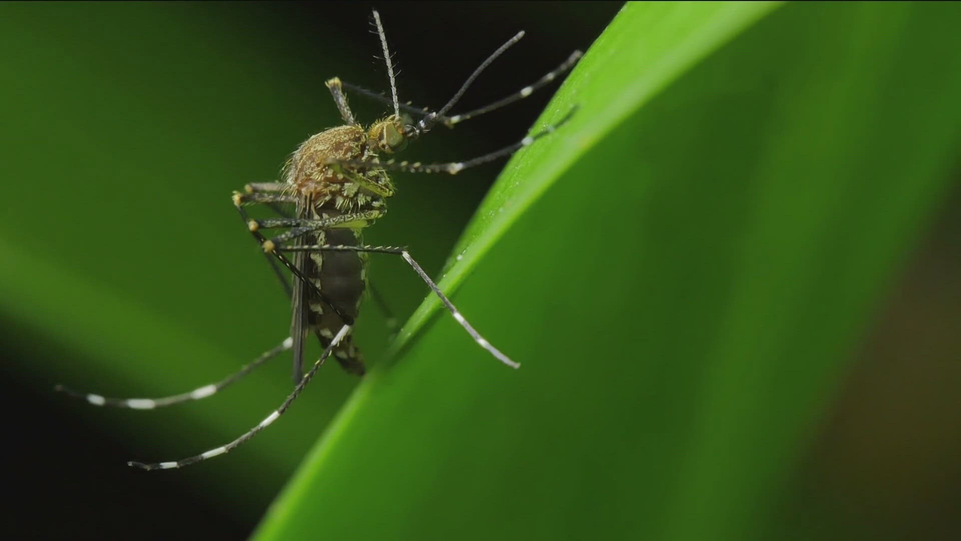 The Metropolitan Mosquito Control District says numbers are on their way down.