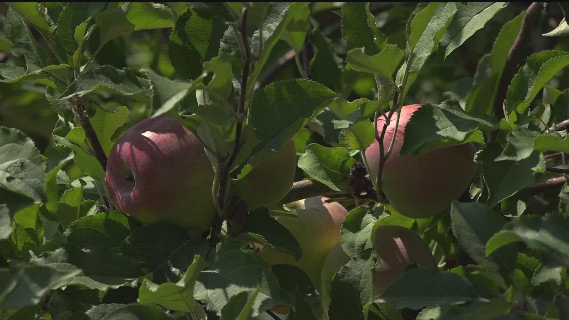 Our lack of rain has hit so many of Minnesota's farmers hard. But there's some good news for those who grow apples and pumpkins.