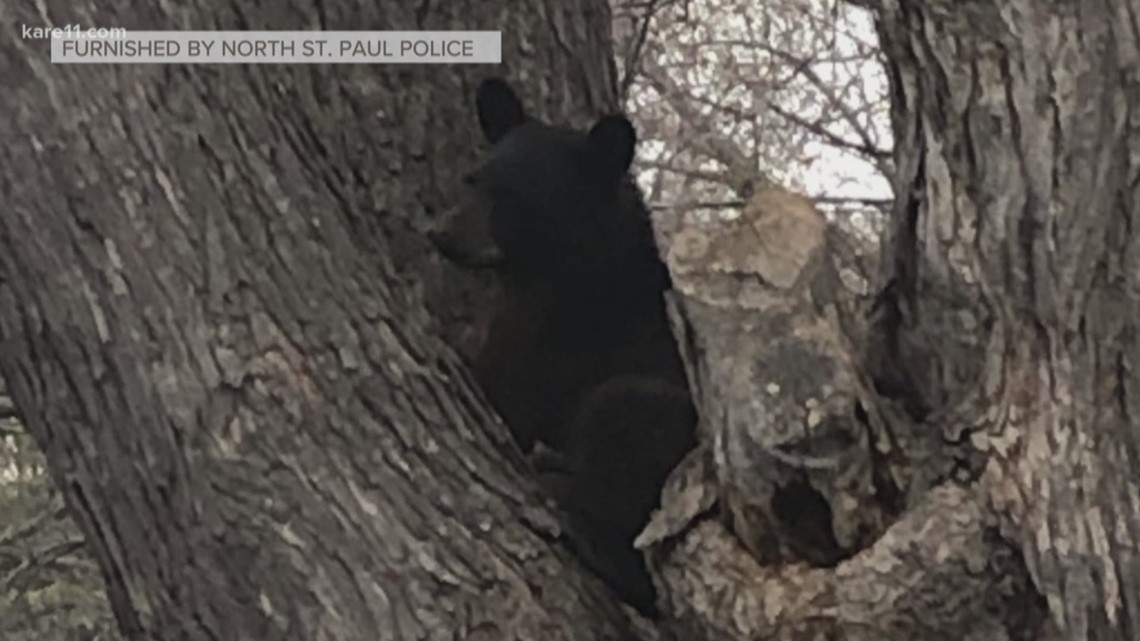 Black bear sighting in Arden Hills