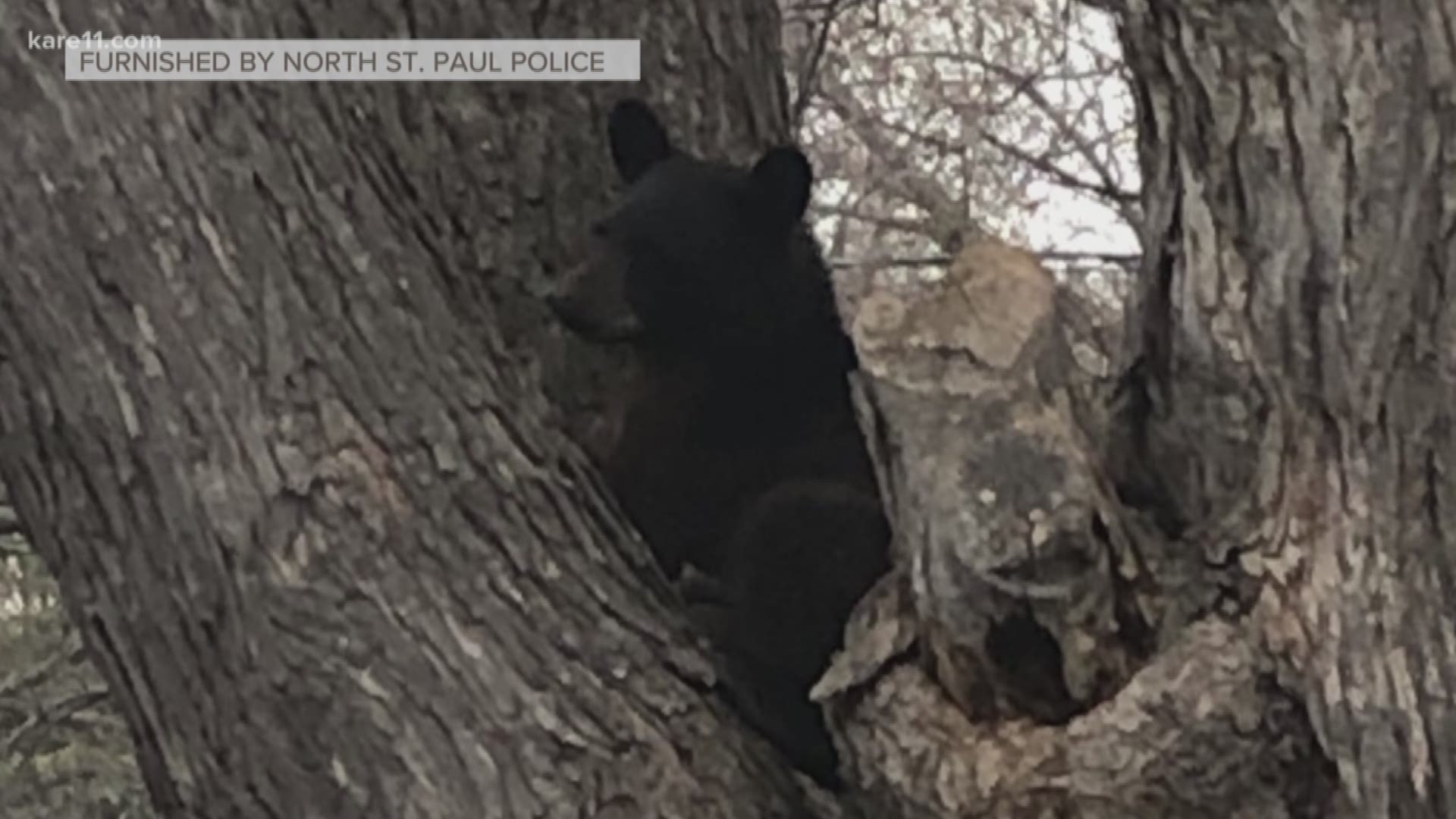 The city says a bear was reported near North Heights Lutheran Church.