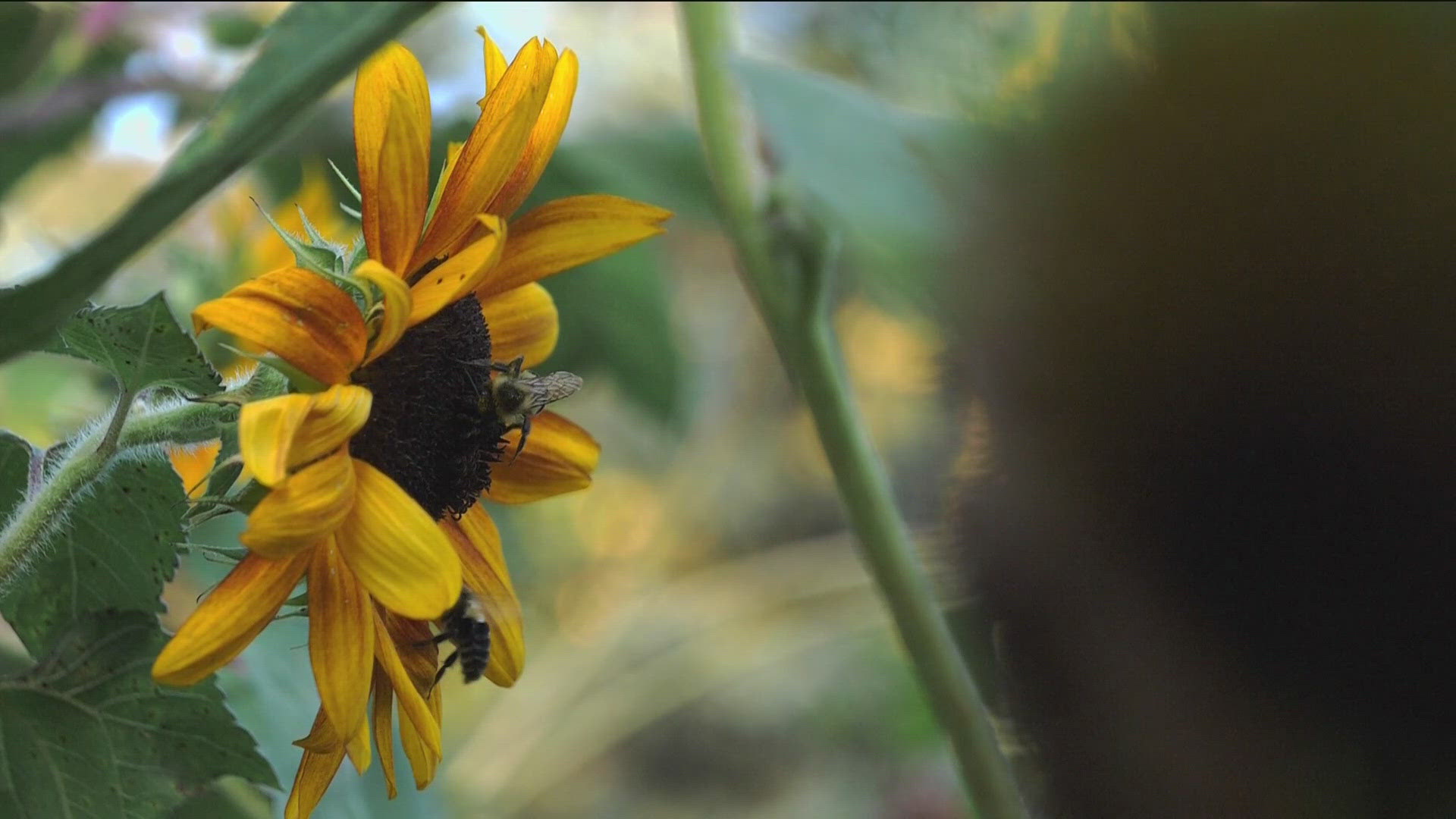 Even though their population numbers are unclear, one St. Paul woman said she's noticed more bees flying around her St. Paul community garden.