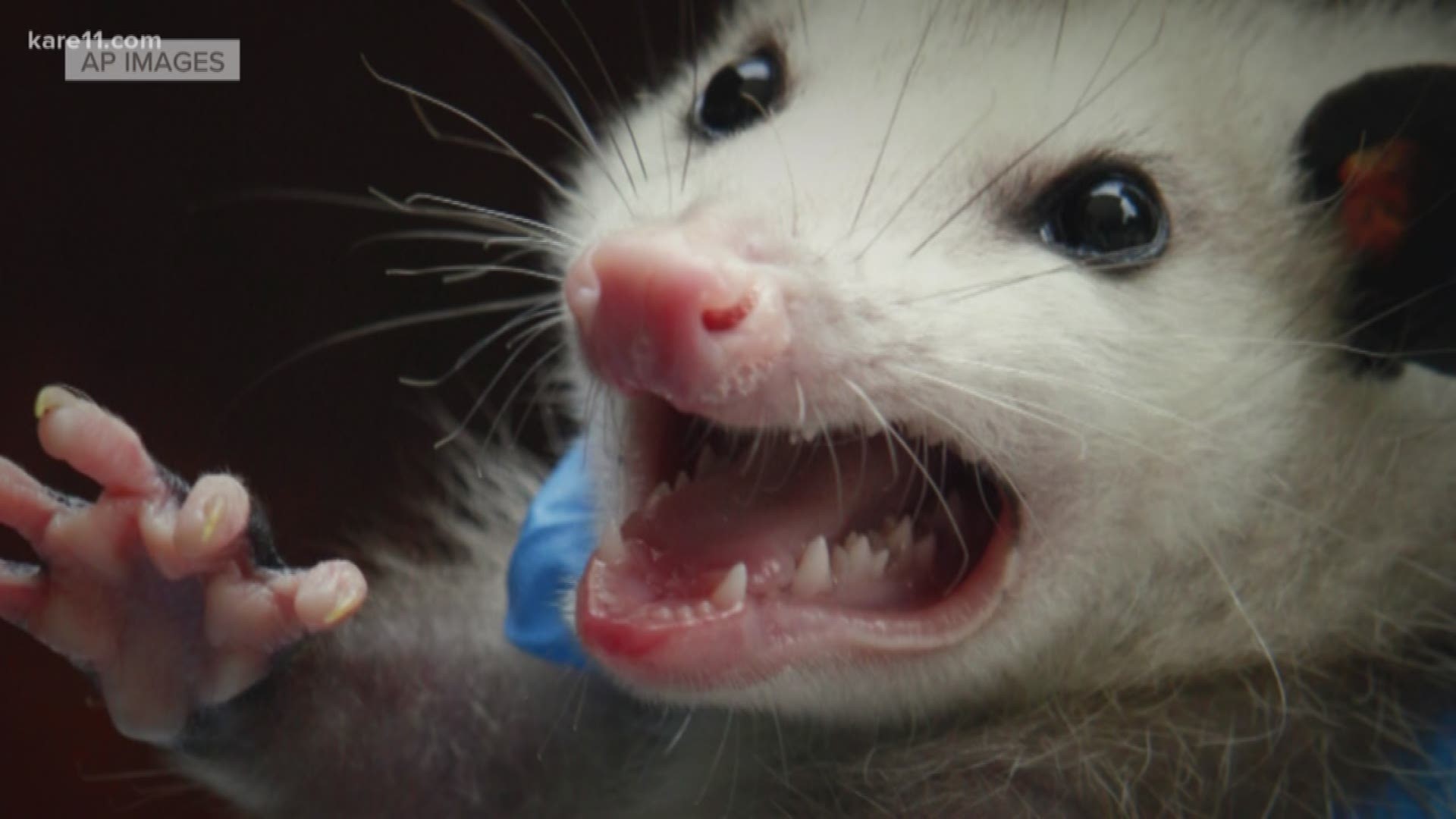 Members of KARE's 'Grow with KARE' Facebook group have been wondering if there is a opossum population explosion underway. KARE 11's Jeremiah Jacobsen got all Cliff Clavin on the subject in an attempt to VERIFY.