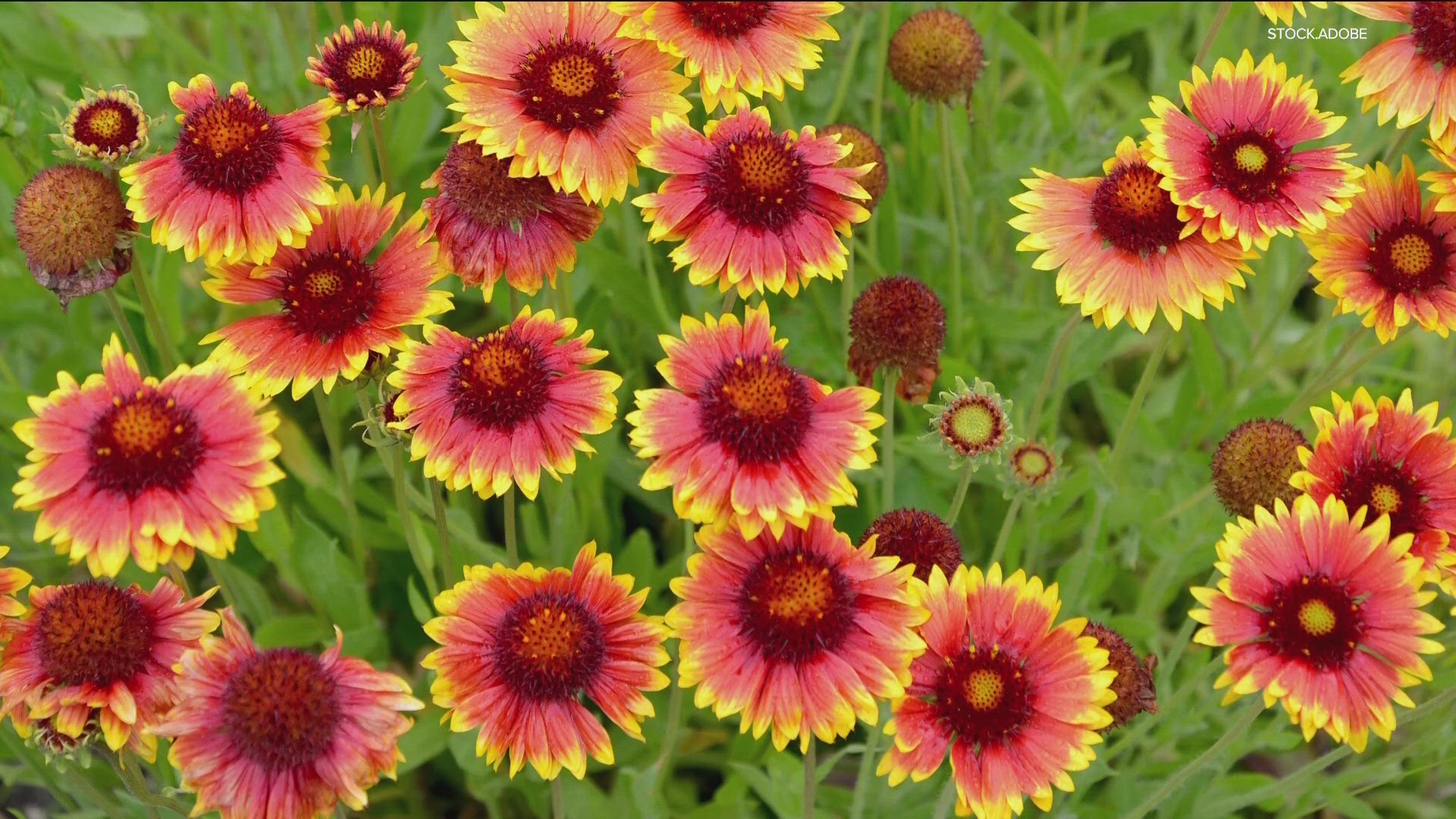 We're always grateful to enjoy the beauty of a first perennial bloom, but by deadheading a plant you just might get a bonus.