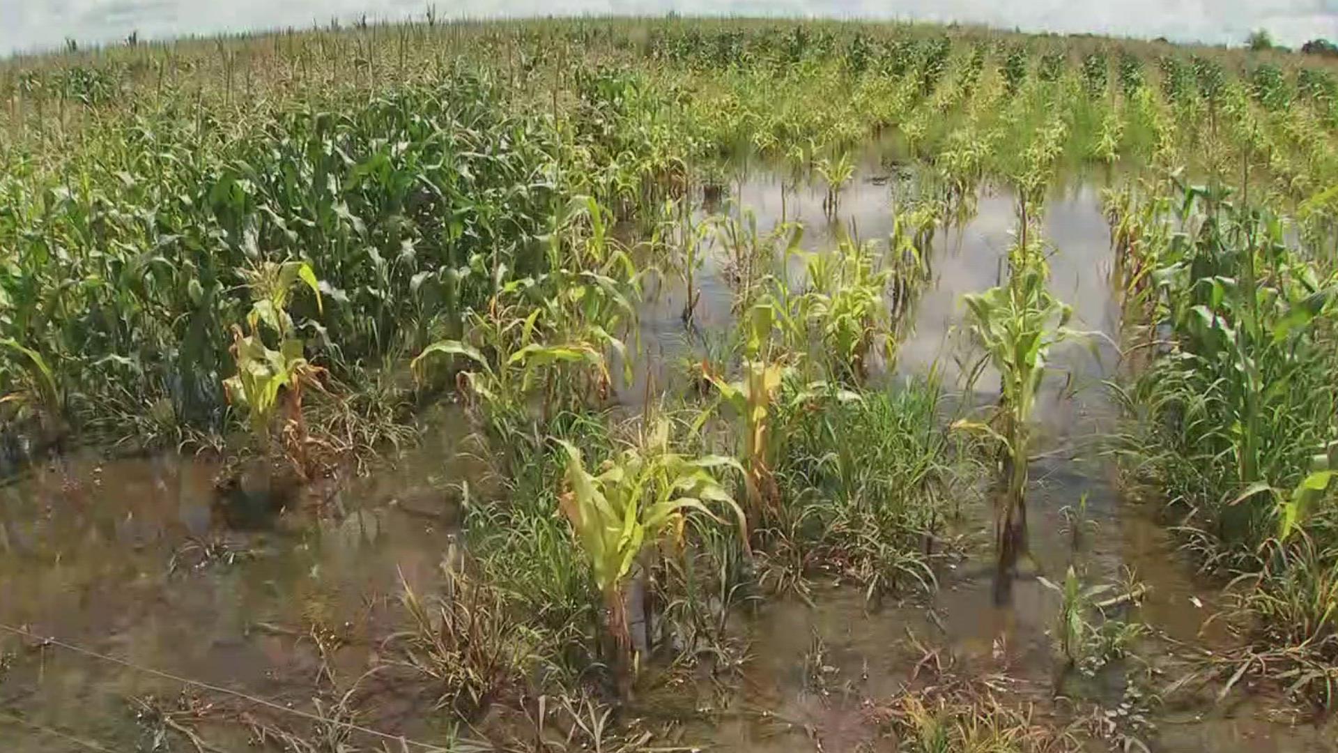Farmers say they still expect a healthy harvest this year, but if the soggy weather keeps up they'll be worried. 