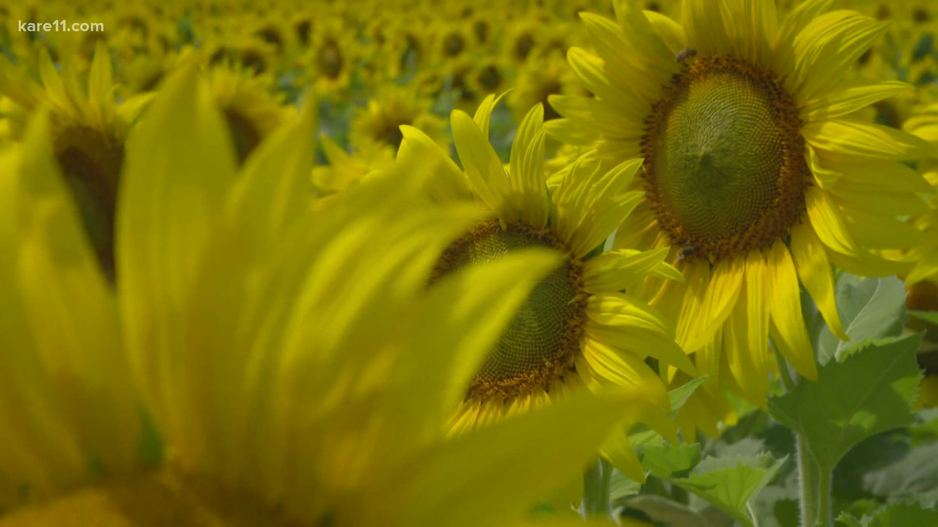 A Minnesota man thought he might spread some sunshine with sunflowers, by planting hundreds of thousands of the flowers for several people in his life