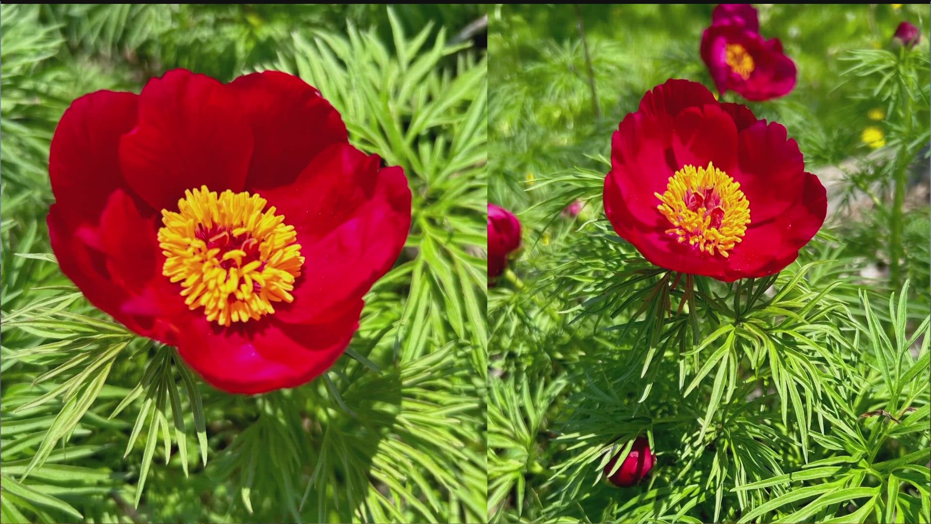 Peony season is notoriously short. But with the right varieties, it can last up to two months.