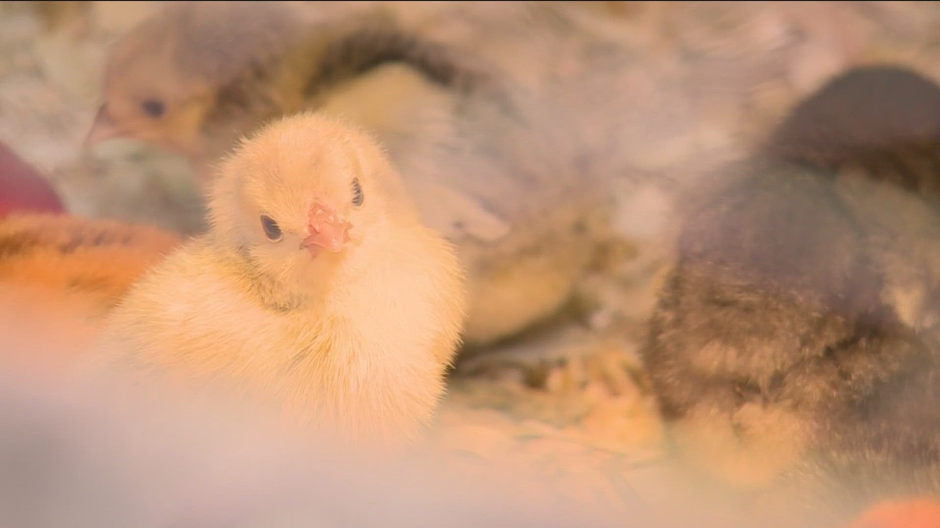 Hundreds of chicks sold at Anoka farm