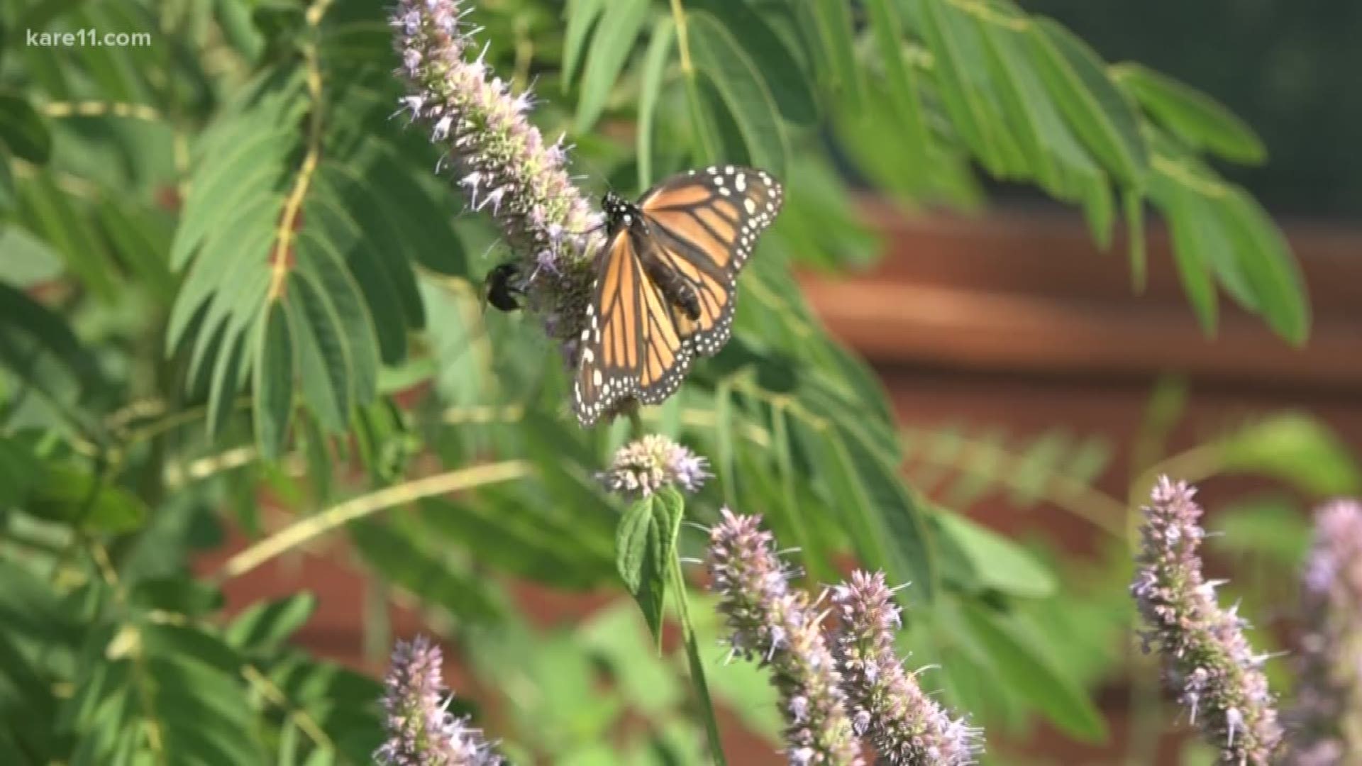 Egg to caterpillar to chrysalis takes about a month before an adult monarch butterfly takes flight. It's this cycle that leads to two peaks in monarch activity every summer. We're in one of those peaks right now. https://kare11.tv/2OYO40n