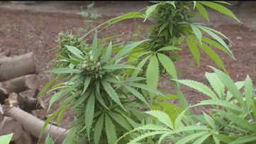 Minnesota House pushes adult-use cannabis vote to Tuesday