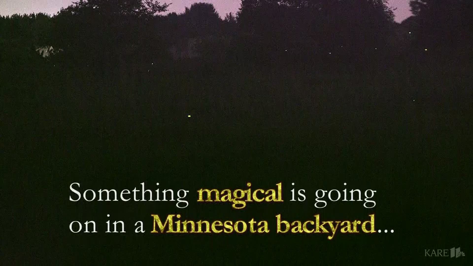 There's something magical going on in a backyard in Shakopee.  Just off Highway 169, in a large field that separates the Kelch family from the highway, they come.  Fireflies by the thousands, flicker and flitter.