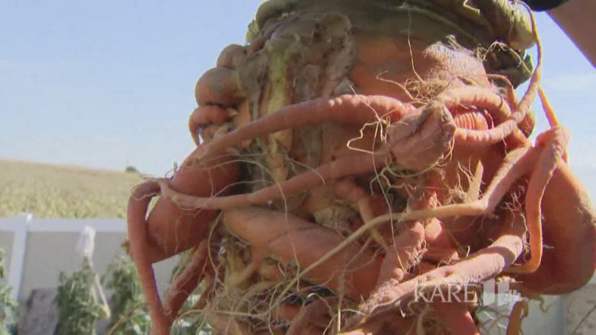 Otsego man grows world's heaviest carrot