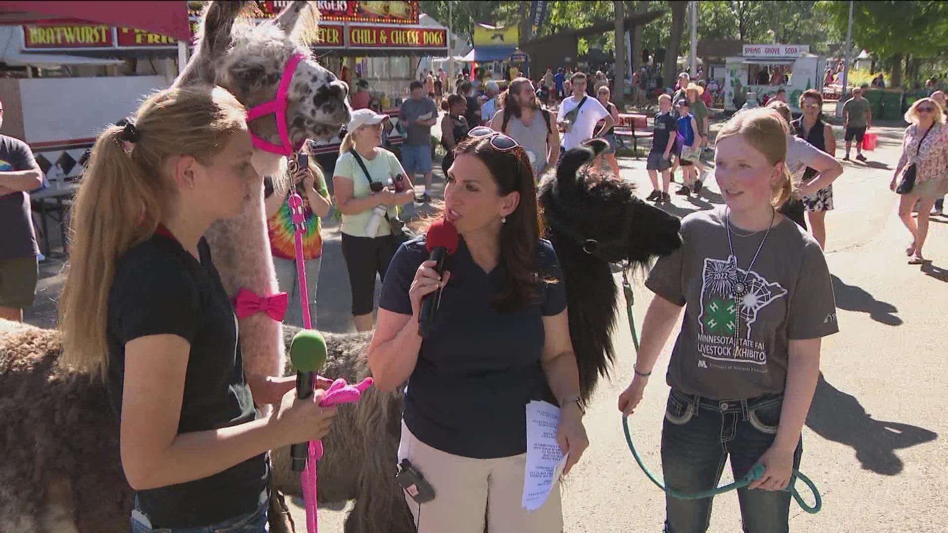 4-H joins the KARE11 Barn to show off some very special guests- a pair of llamas!