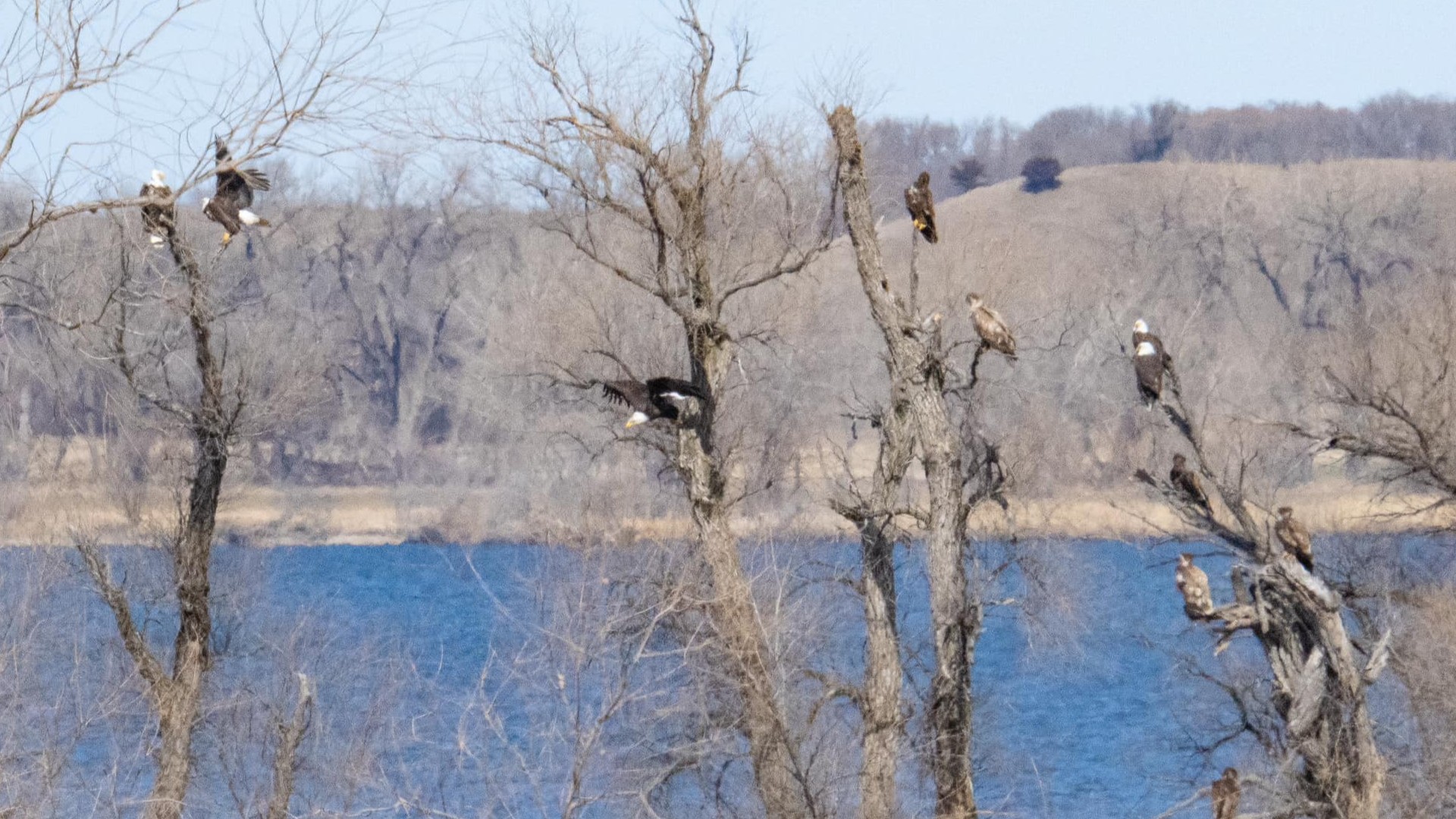 A major fish kill on Lake Traverse has drawn dozens of eagles in search of an all-you-can-eat buffet.