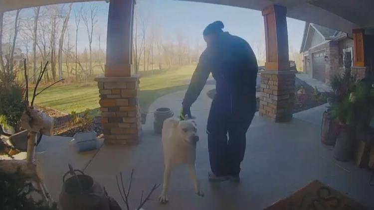 GOOD BOY! Nixon the dog loves delivery drivers
