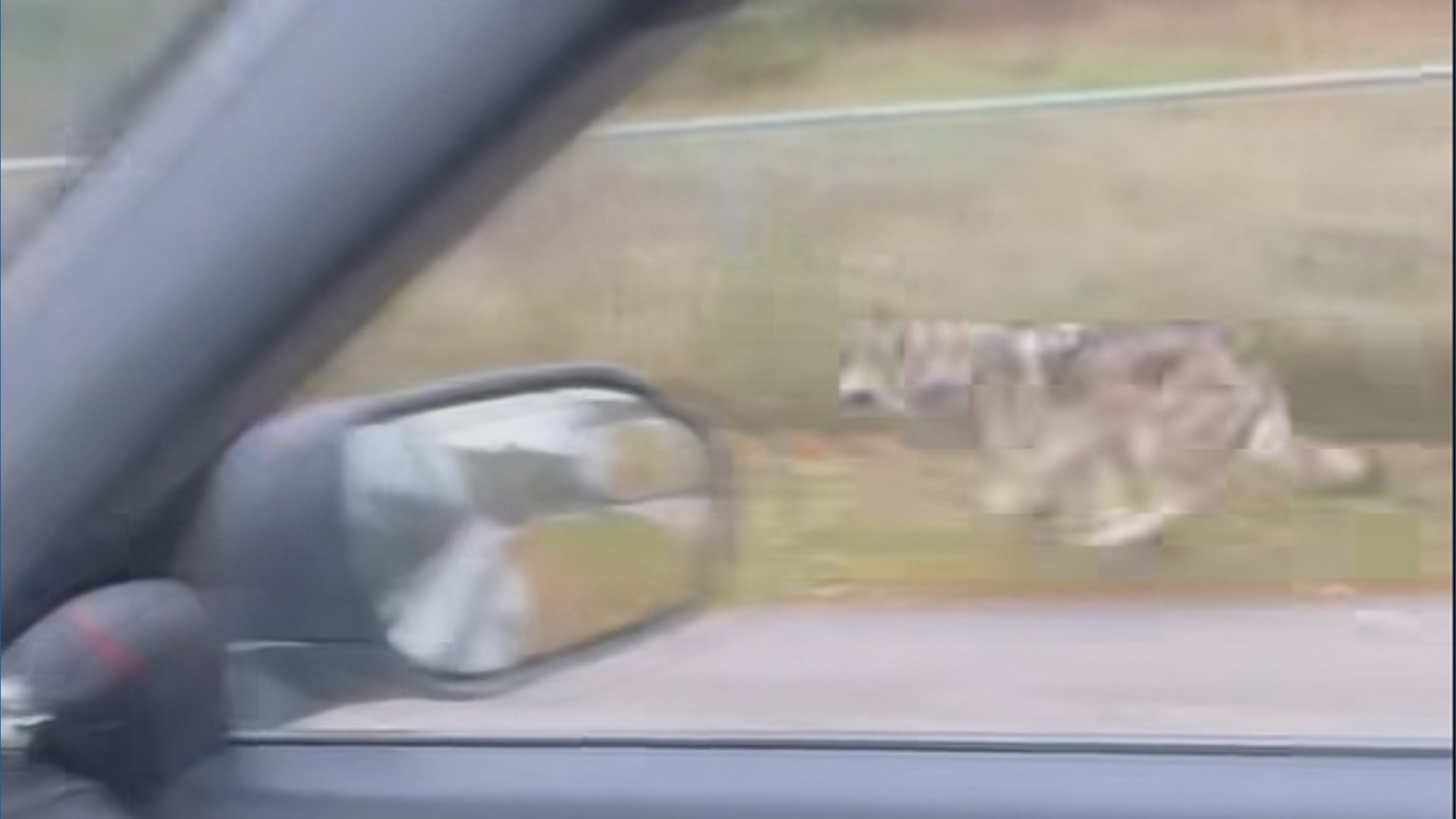 Folks generally move to Ely to be close to the great outdoors, but some wild visitors to town recently are causing a buzz - and reigniting debate over delisting.