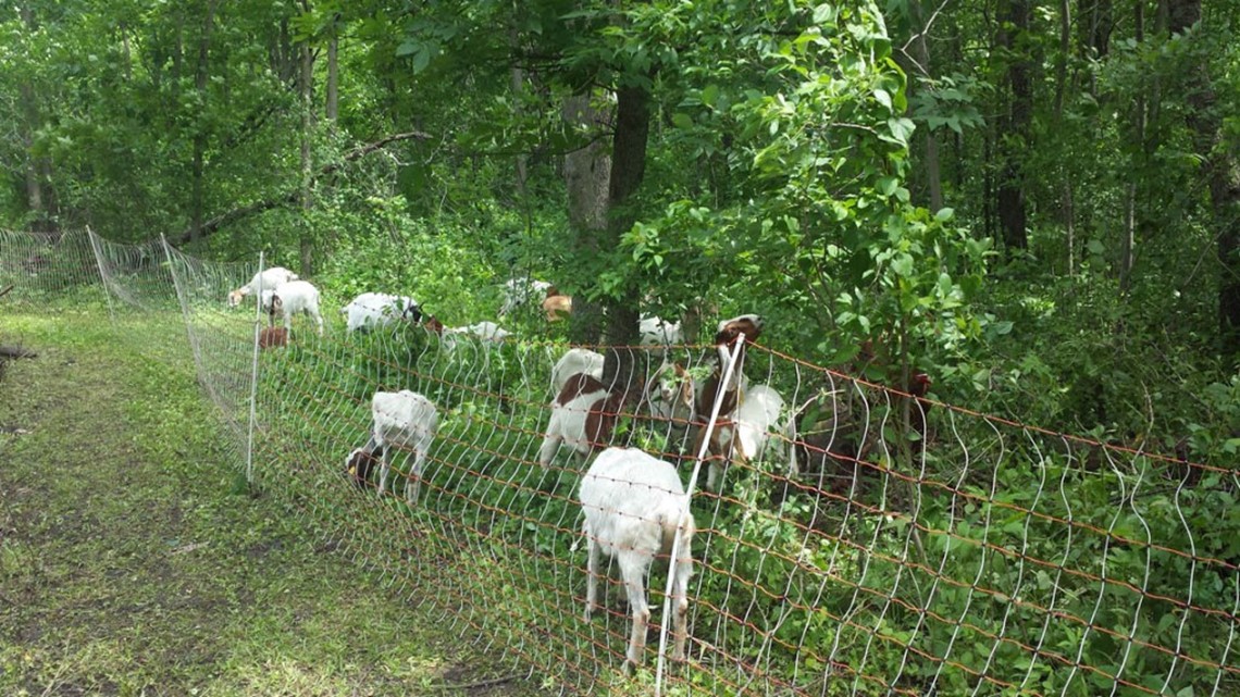 New Brighton plans to control invasive Buckthorn with goats - Vimarsana News
