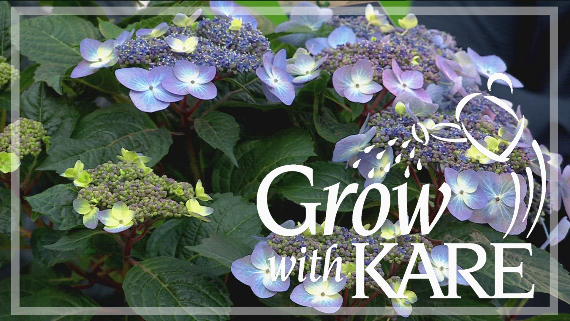 hydrangea0223ページ Studio E Digital Hydrangea Garden Poppy Allover Black