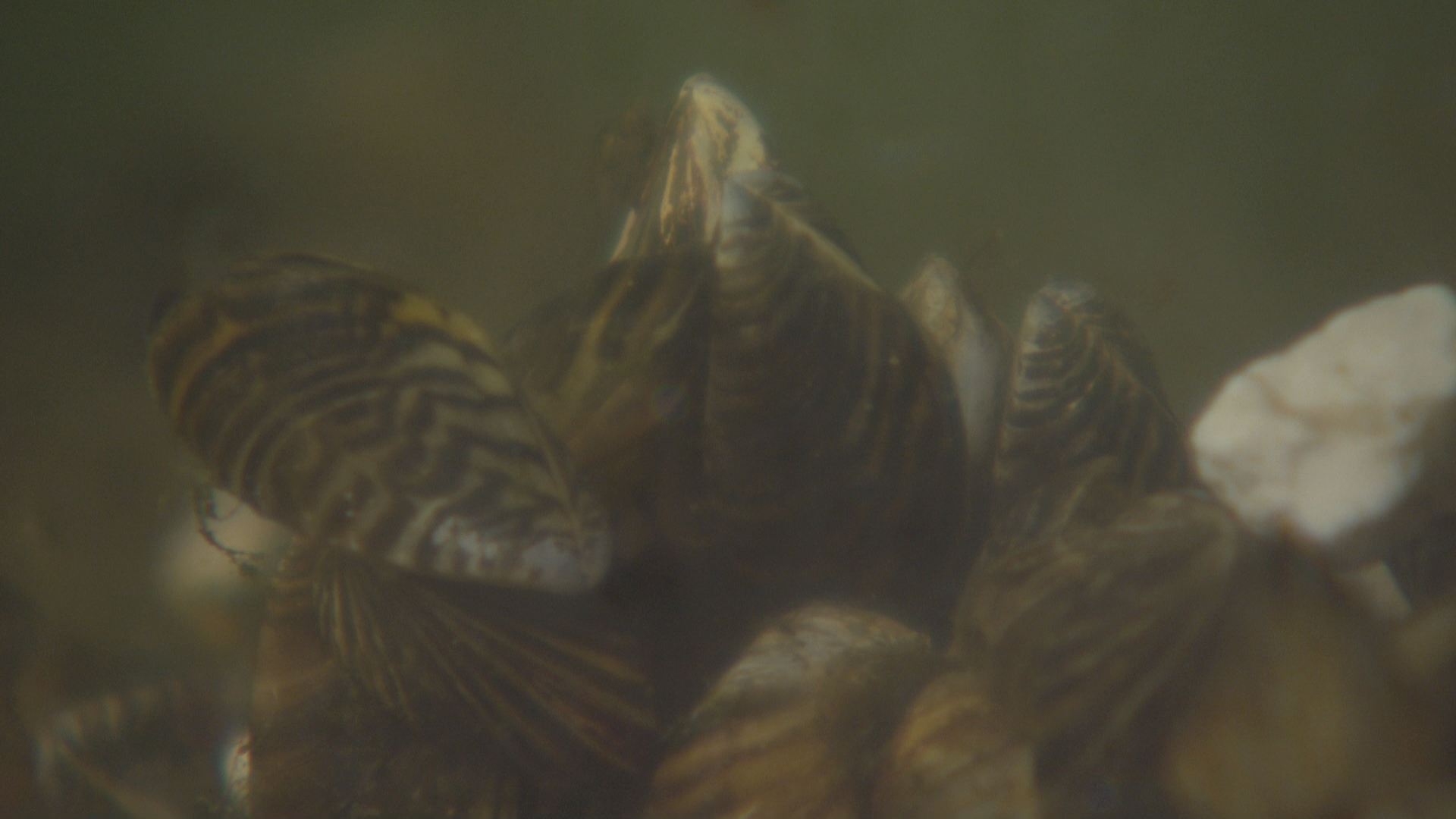 University of Minnesota Research links zebra mussels in Minnesota lakes to higher mercury levels in fish