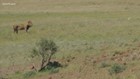Sven Explains: Rhino ranger versus lion