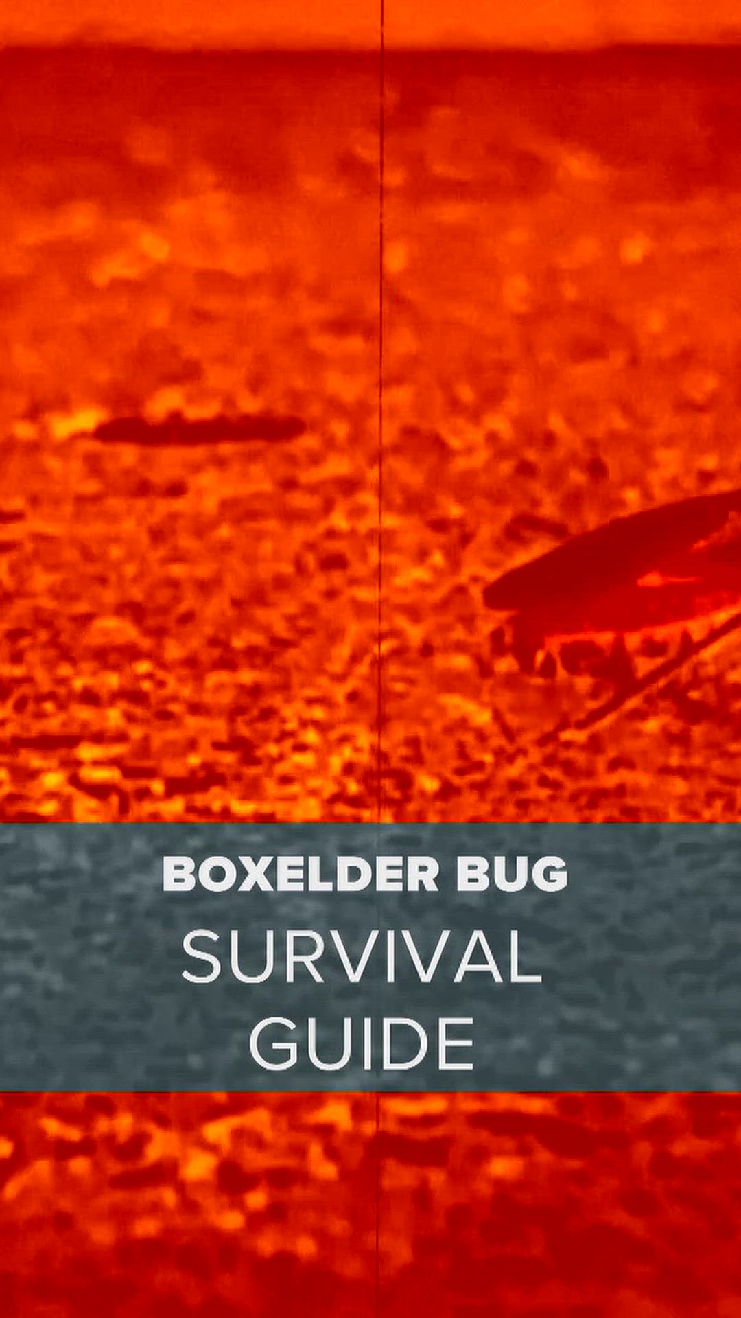 Boxelder Bug Survival Guide | kare11.com