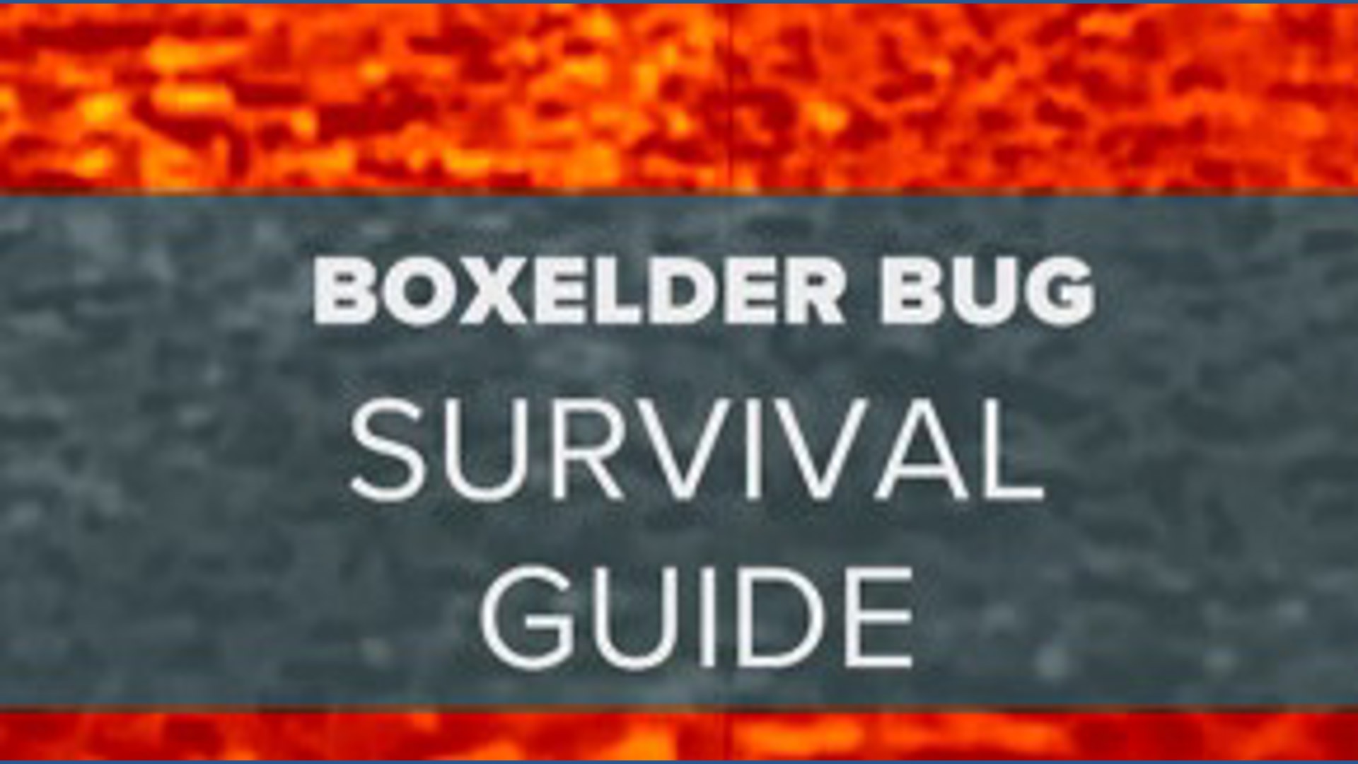 Boxelder Bug Survival Guide | kare11.com