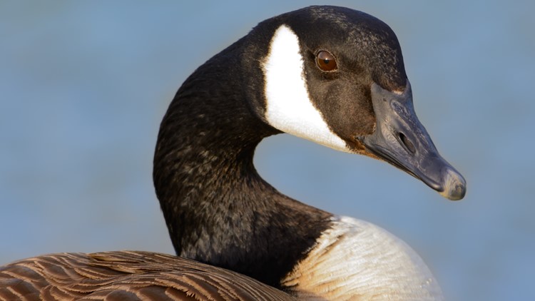 More than 100 waterfowl found dead on Waseca lake