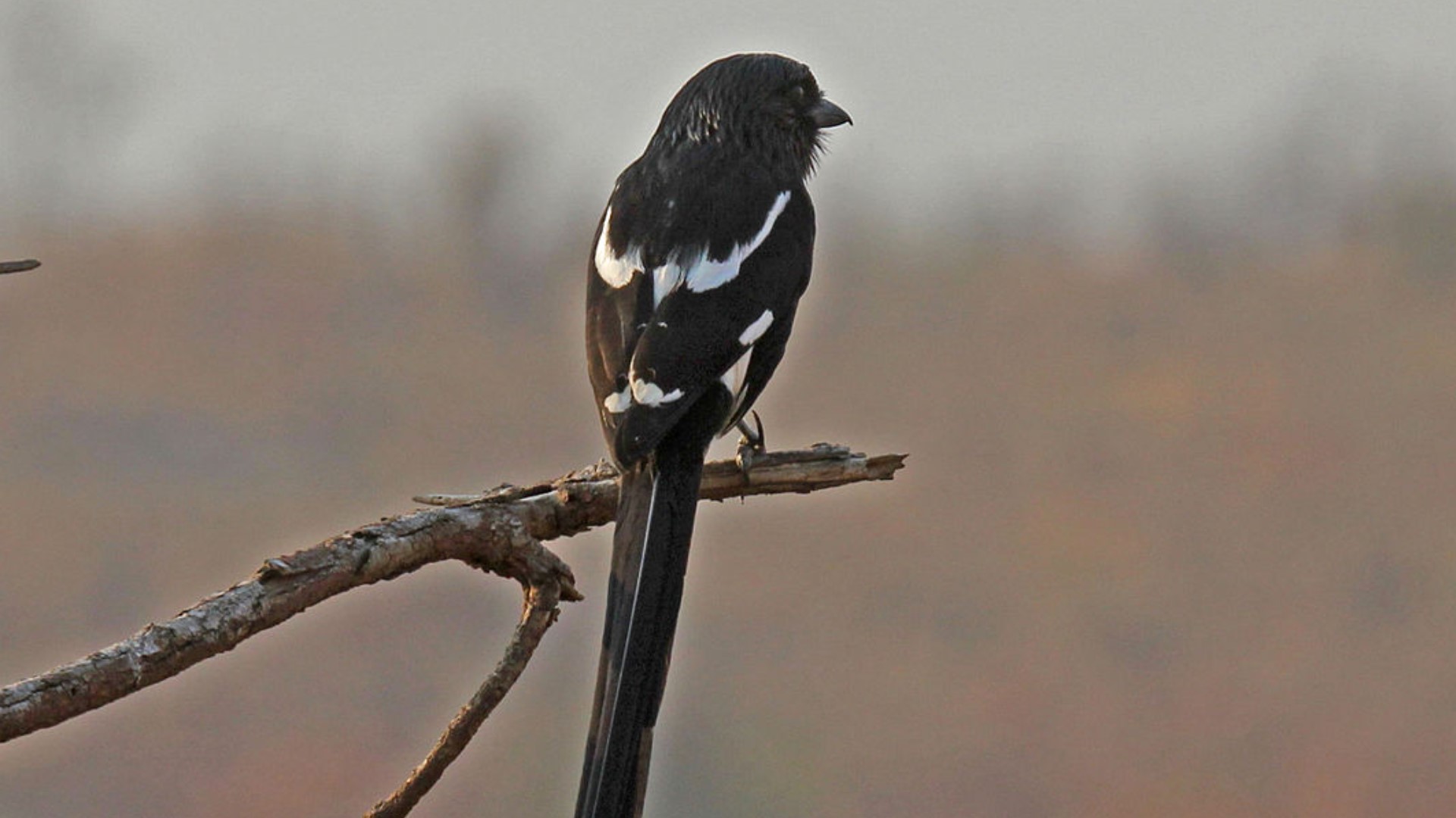 African magpie shrike birds escape from Minnesota Zoo | kare11.com