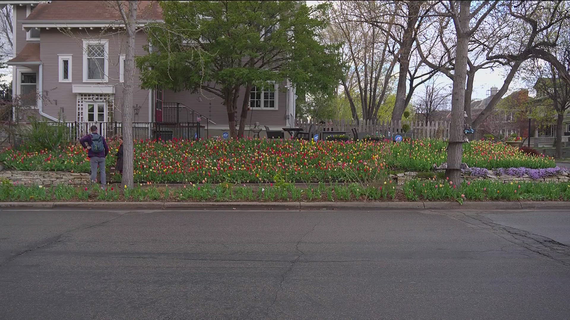 Thousands of tulips are on display in a yard at the corner of 25th Street and Humboldt Avenue South.