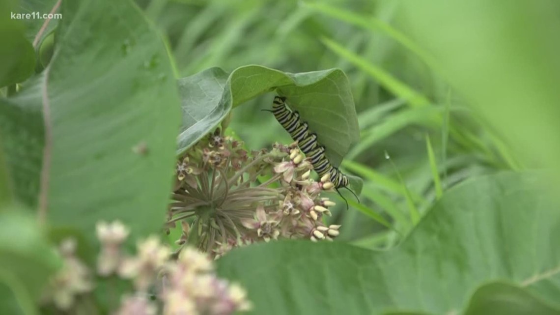 Grow with KARE: How to collect and store milkweed seeds for spring planting
