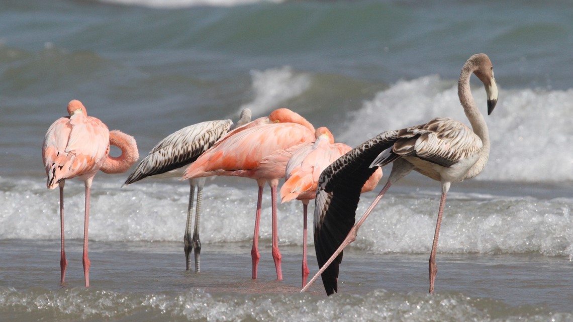 Flamingos draw crowds to Wisconsin beach in rare sighting - Vimarsana News