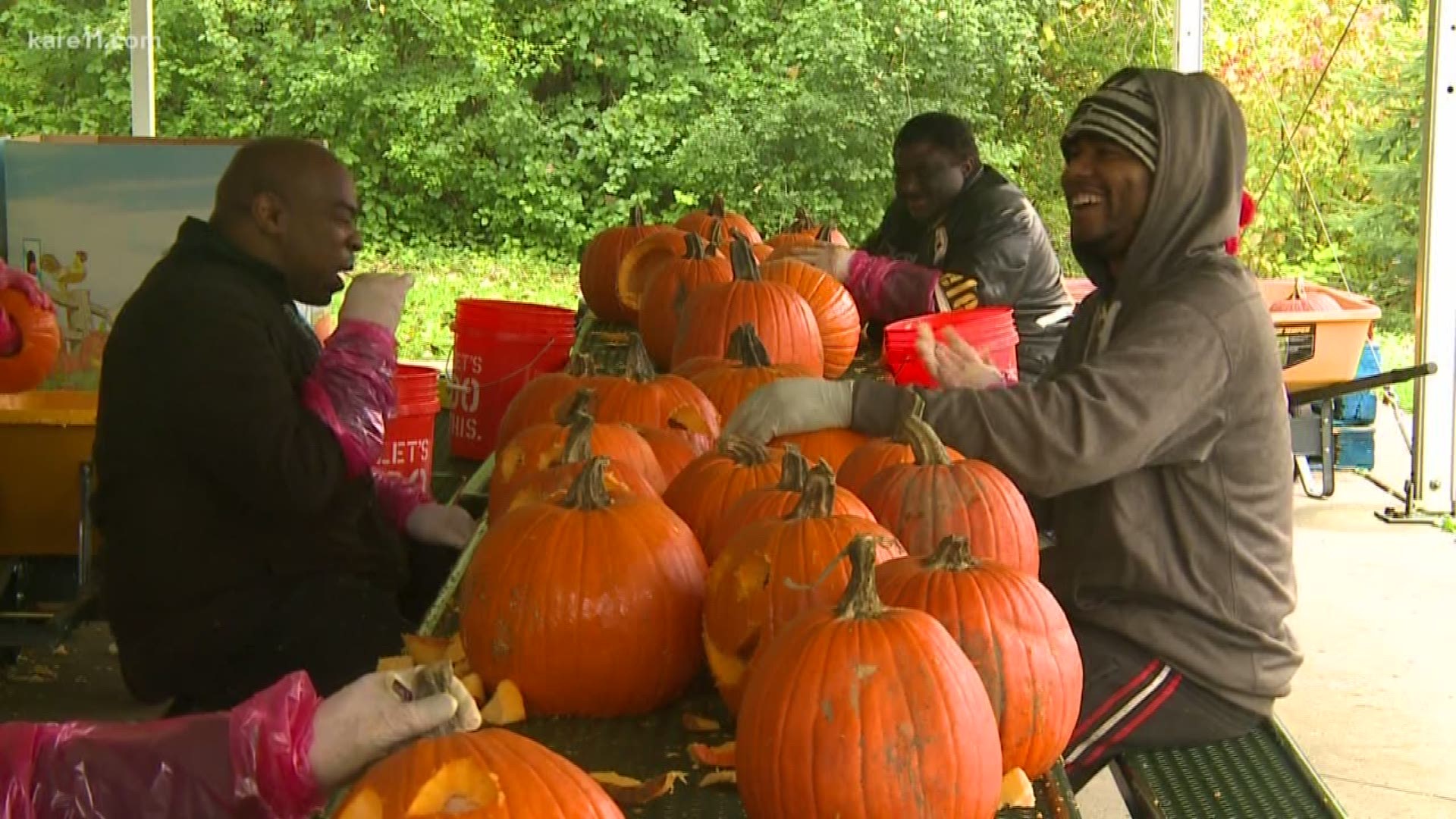 Jack-o-lanterns are taking over the Minnesota Zoo. Thousands of pumpkins are being carved this week for the upcoming "Jack-o-Lantern Spectacular." KARE 11's Gordon Severson shows us what's in store for this month-long family-friendly event.