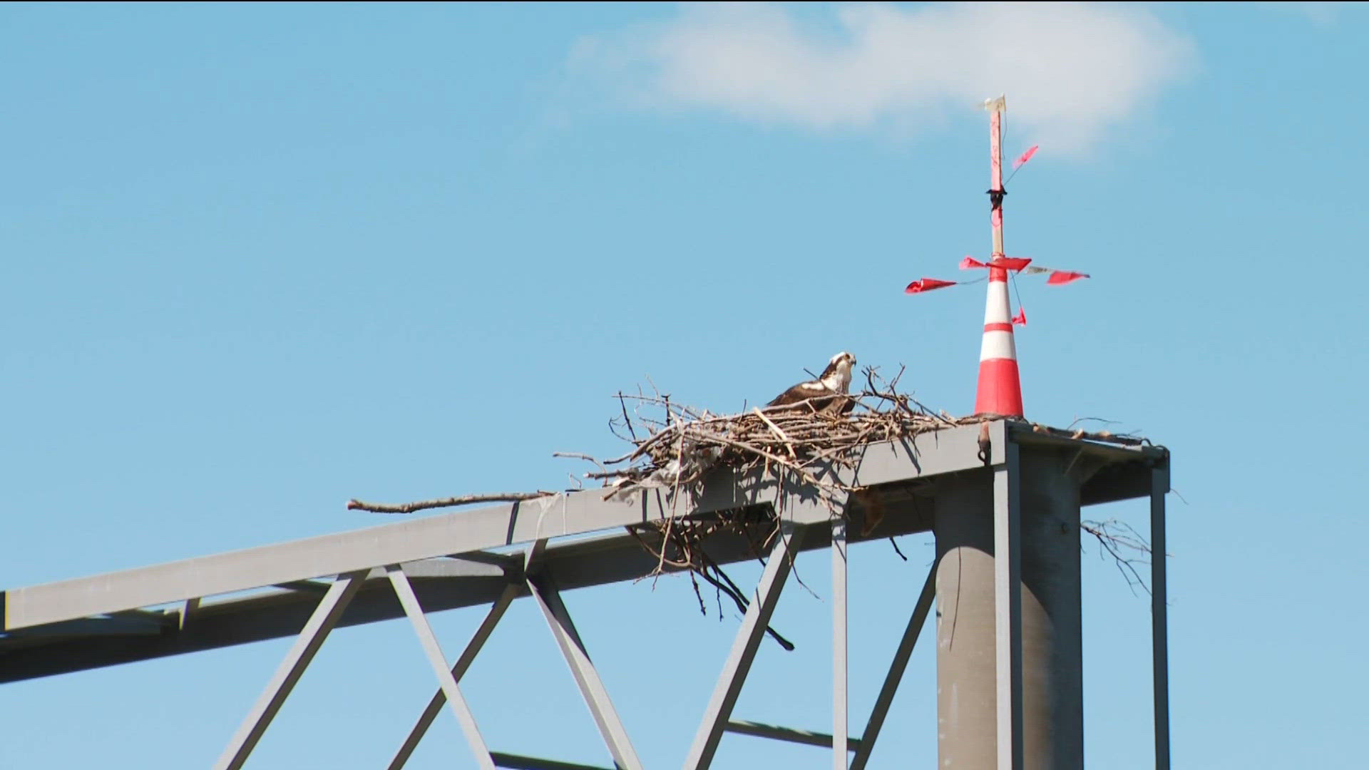 kare11.com - Samie Solina - Ospreys cause MnDOT to modify construction plans on Hwy 12