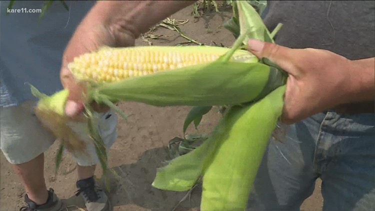 State Fair Corn on the Cob Koozie Can Cooler – Minnesota Awesome