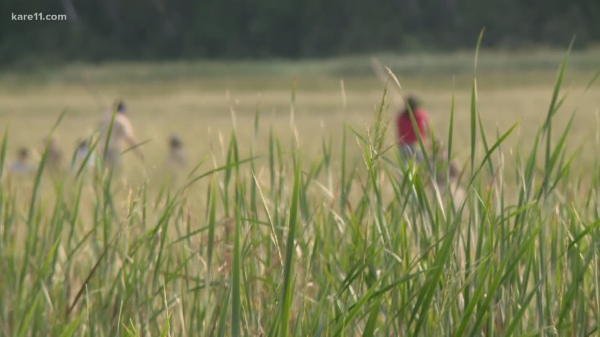 Minnesota regulators have approved Enbridge Energy's proposal for replacing its deteriorating Line 3 crude oil pipeline across northern Minnesota, but they haven't yet settled on the route. https://kare11.tv/2KeFj3n