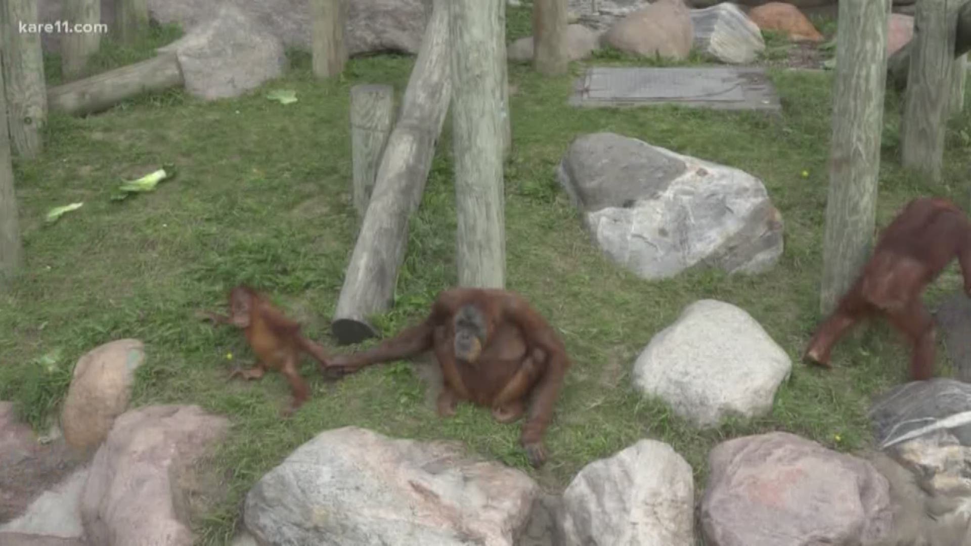 A Russian tourist was caught and arrested with a drugged baby orangutan in his luggage. https://kare11.tv/2TBBIfn