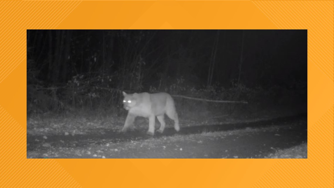Wolf Project Voyageurs Wolf Project trail camera spots cougar | kare11.com