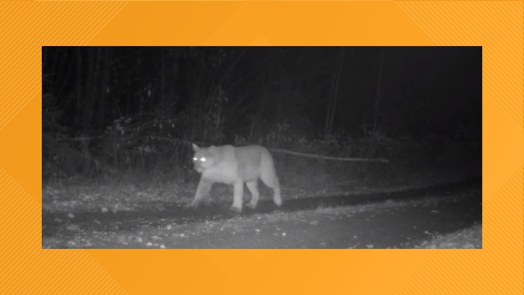 Voyageurs Wolf Project trail camera captures rare cougar sighting