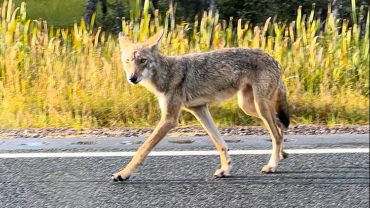 Warning issued about wolf displaying unusual behavior near Voyageurs National Park