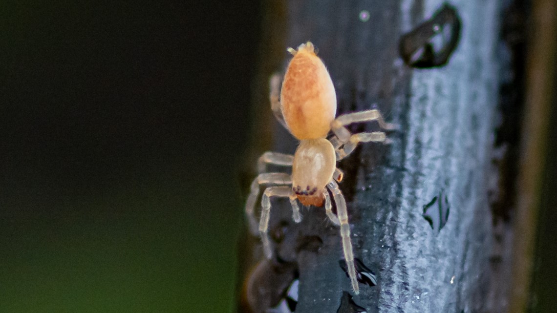 Spider Bites! Part II – Closing the Gap