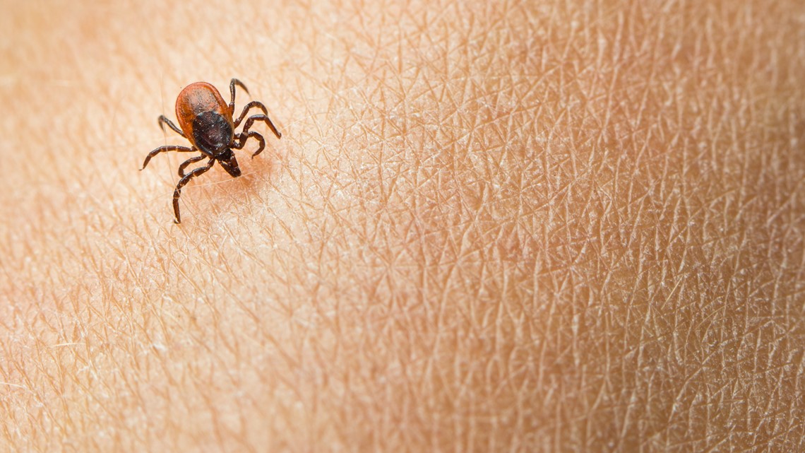 Heading outside? Ticks on the rise in 2021 in Minnesota