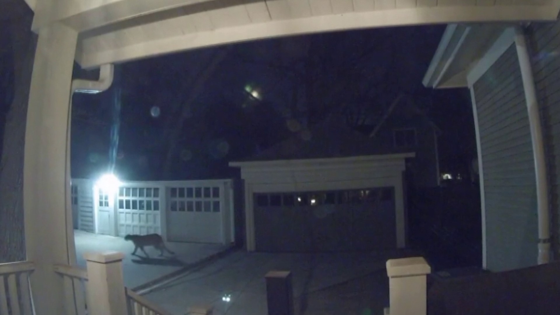 Home surveillance footage in Minneapolis' Lowry Hill neighborhood caught a cougar on the prowl early Monday morning.