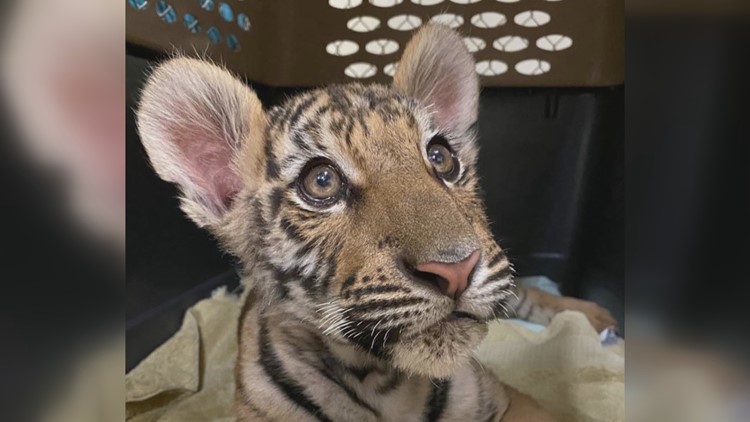 Duke the rescued Bengal tiger cub finds new home in Colorado