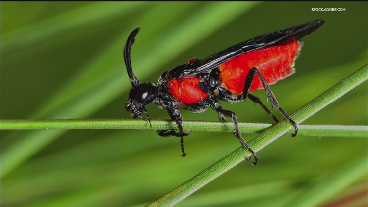 10 Stunning Red and Black Garden Bugs