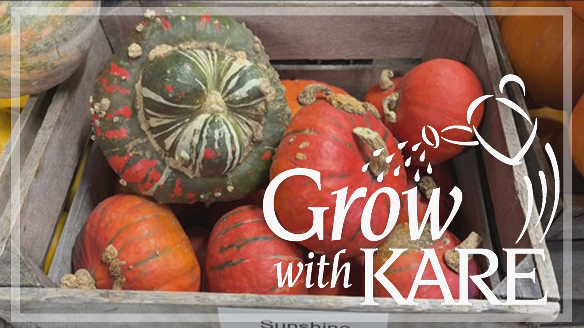 There are things you can do to keep your crop viable to eat and cook with during the winter months, but the variety can also determine how long it lasts.  