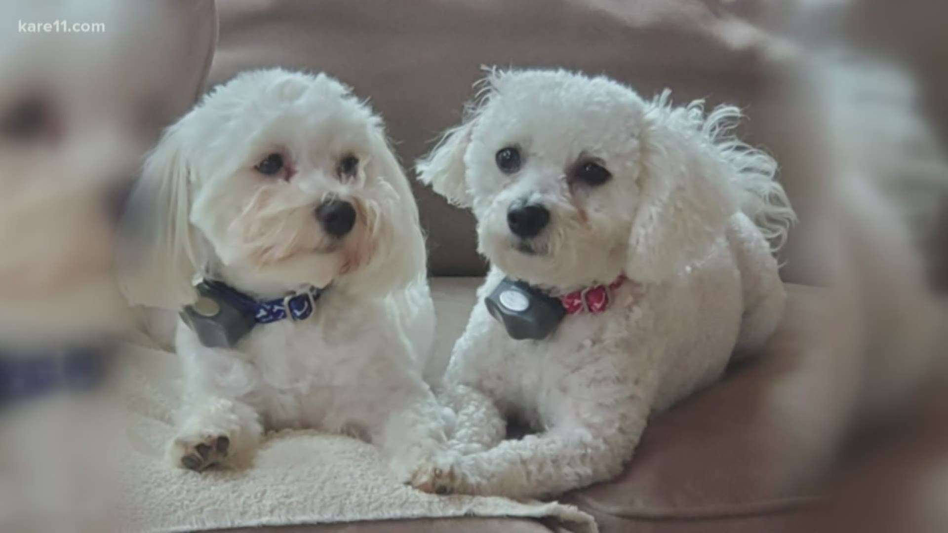 Police say to keep an eye out after a Lakeville family's two beloved dogs were killed by coyotes.