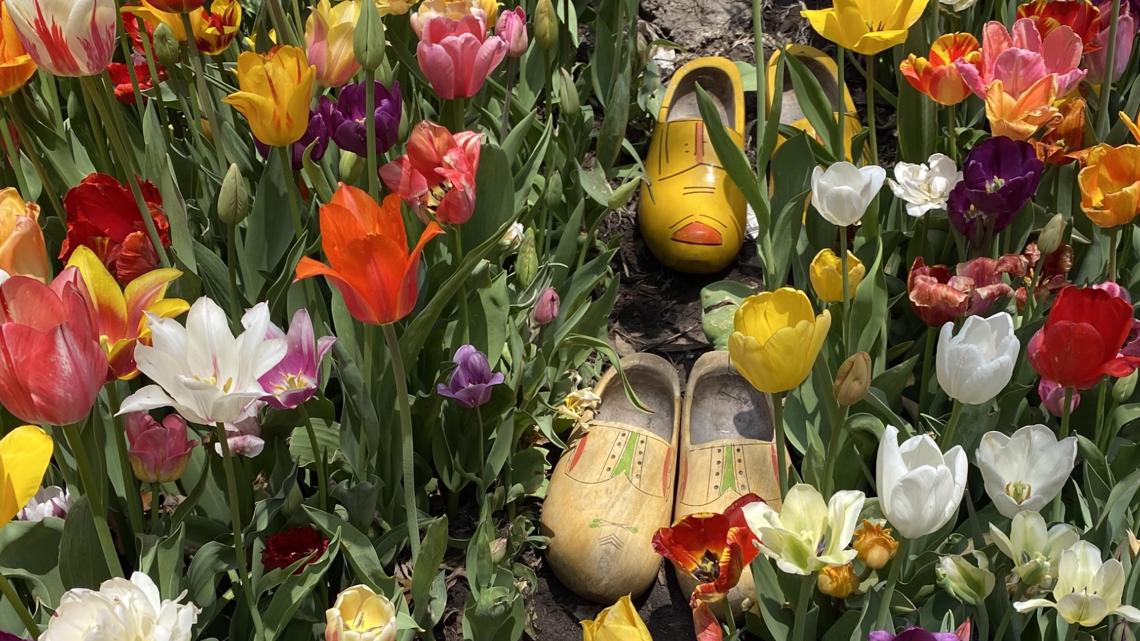 What is the Minneapolis Tulip House?