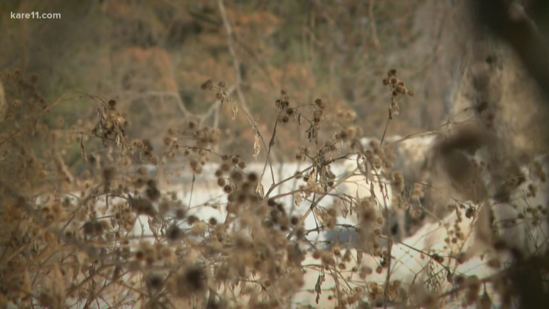 The Minnesota DNR says the animal is more active and territorial this time of year.