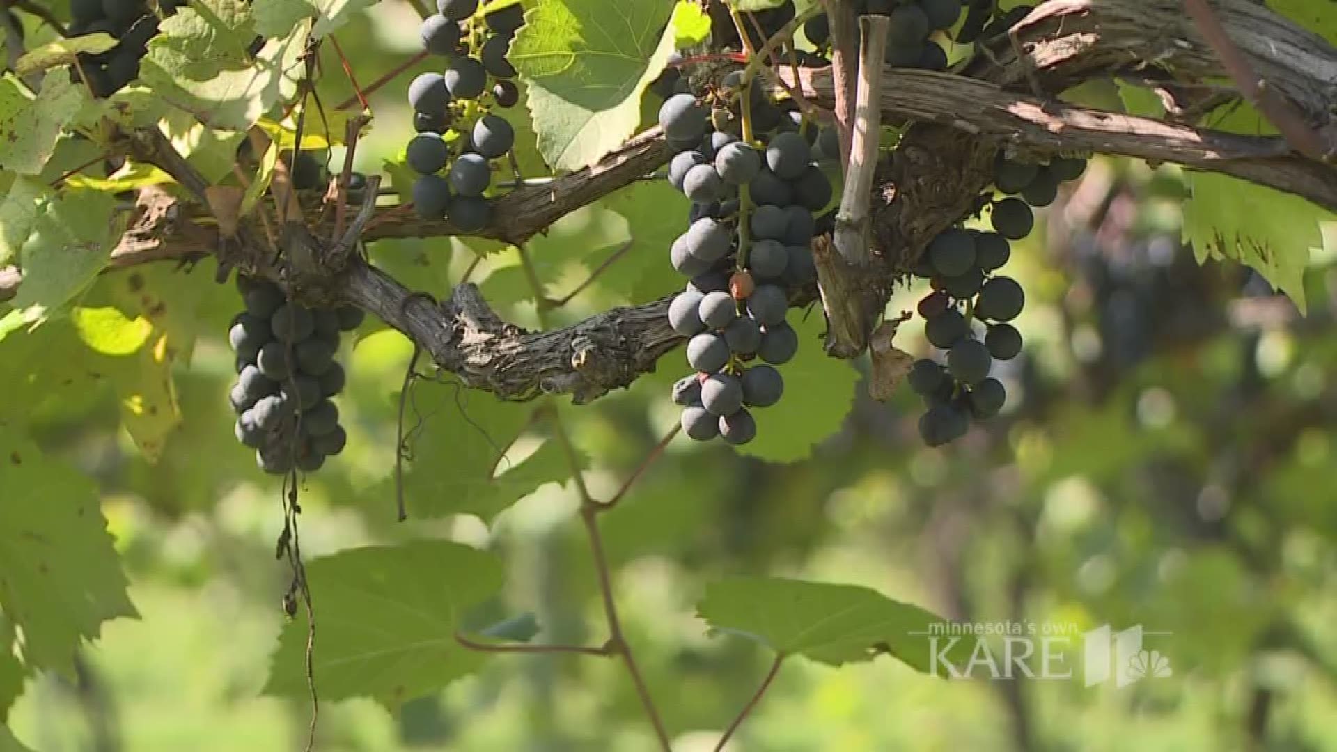 Grow with KARE: MN grape harvest